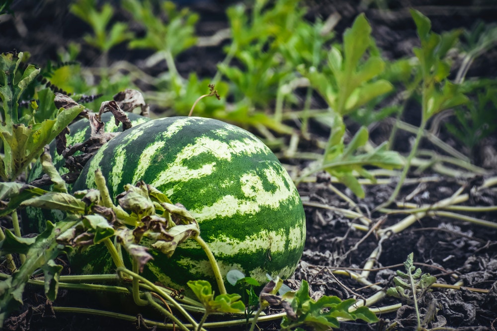 How to Harvest Watermelon