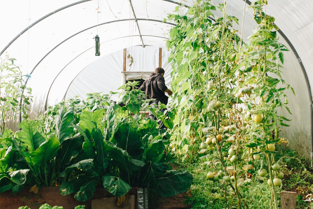 10 DIY Greenhouse Ideas for Your Backyard Garden