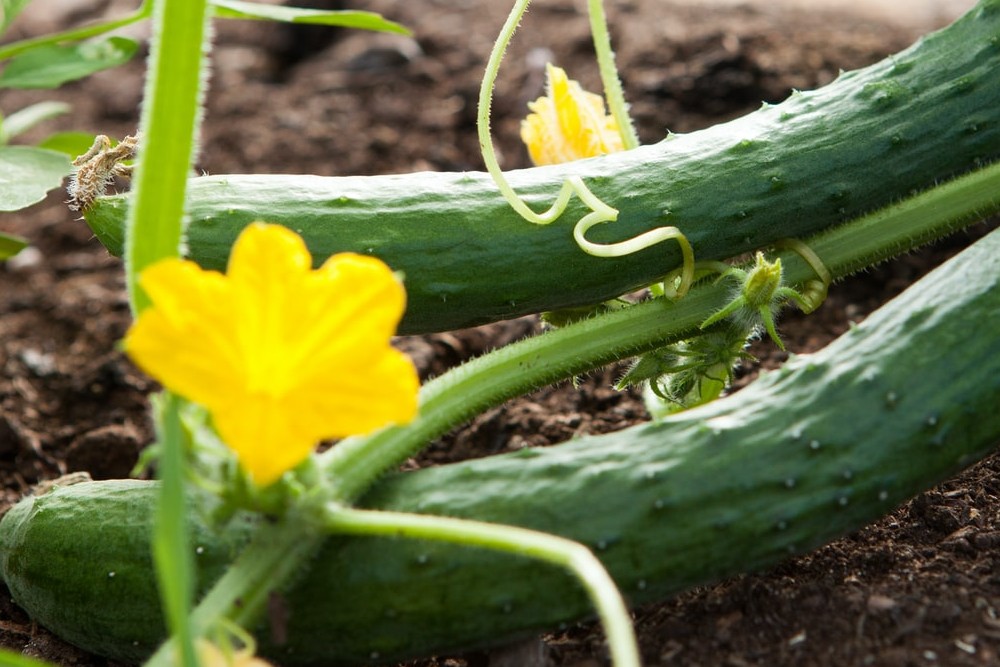 13 Mistakes to Avoid When Growing Cucumbers